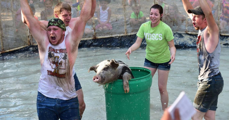 catching greased pig 4 15